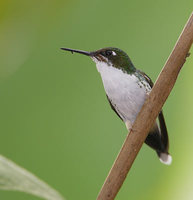 Booted Racket-tail (Ocreatus underwoodii) photo