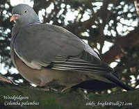Common Wood-Pigeon - Columba palumbus