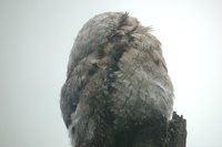 Common Potoo - Nyctibius griseus