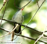 White-bellied Emerald - Agyrtria candida