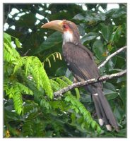 Brown Hornbill - Anorrhinus austeni