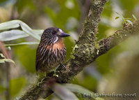 Black-streaked Puffbird - Malacoptila fulvogularis