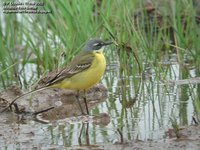 Yellow Wagtail - Motacilla flava