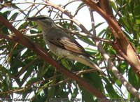 Cicadabird - Coracina tenuirostris