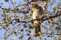 Black Cuckoo-shrike - Campephaga flava