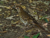 Olive-tailed Thrush - Zoothera lunulata