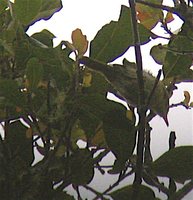 Cryptic Warbler - Cryptosylvicola randriansoloi
