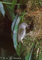 Mountain Thornbill - Acanthiza katherina