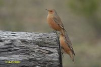 Rufous Treecreeper - Climacteris rufa