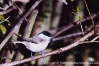 Willow Tit - Poecile montana