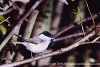 Willow Tit - Poecile montana
