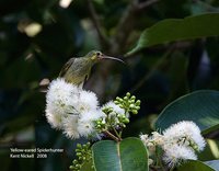 Yellow-eared Spiderhunter - Arachnothera chrysogenys