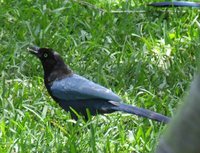 Bushy-crested Jay - Cyanocorax melanocyaneus