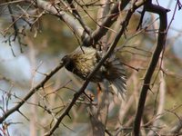 Fire-Fronted Serin - Serinus pusillus