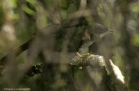 Western Chat-Tanager - Calyptophilus tertius