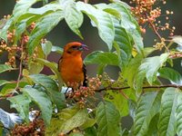 Flame-colored Tanager - Piranga bidentata