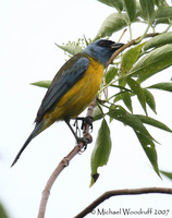 Blue-and-yellow Tanager - Thraupis bonariensis