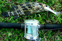 Estuary Grouper (Ephinephalus tavina)