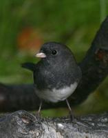 Darkeyed Junco