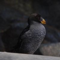 Rhino Auklet