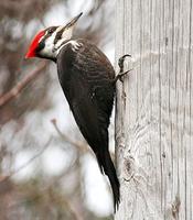 Pileated Woodpecker