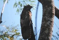 A Northern Potoo at rest during the day,
