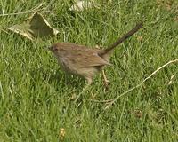 Graceful Prinia (Prinia gracilis)