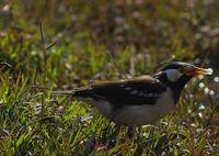 Pied Myna (Sturnus contra)  - Also known as Asian Pied Starling