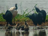 Black Heron (Svarthäger) - Egretta ardesiaca - Sacred Ibis (Helig ibis) - Threskiornis aethiopic...