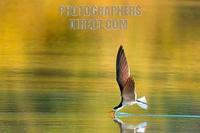 African Skimmer fishing stock photo