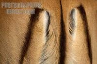 impala tail markings stock photo