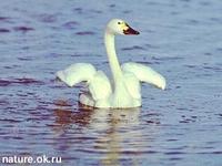 Bewick's               swan, Cygnus bewickii