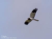 Pied Harrier Circus melanoleucos Rare/Accidental