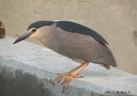 Black-Crowned Night Heron Nycticorax nycticorax 해오라기