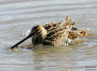 큰꺅도요(Gallinago hardwickii) (Latham's Snipe)