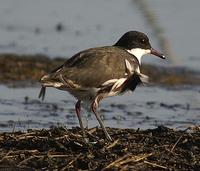 Red-kneed Dotterel