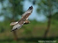 Pied Harrier (Female)