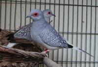 Diamond Dove Geopelia cueneata