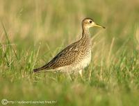 Bartramie des champs (Bartramia longicauda)