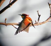 Bee-eater (Merops apiaster)