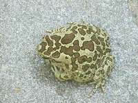: Bufo mauritanicus; Morocco Toad (female)