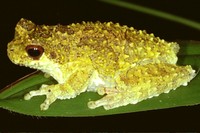 : Dendropsophus microps