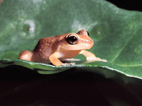 : Eleutherodactylus schwartzi; Virgin Islands Frog