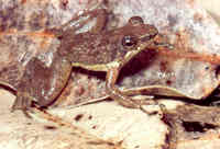 : Mantidactylus majori; Major's Aquatic Frog