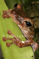 : Osteocephalus taurinus