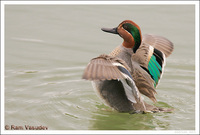 : Anas crecca; Green-winged Teal