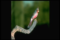 : Cardinalis sinuatus; Pyrrhuloxia