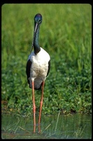 : Ephippiorhynchus asiaticus; Black-necked Stork