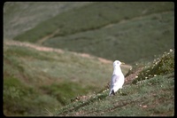 : Larus canus brachyrhynchus; Mew Gull