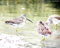 : Limnodromus griseus; Short-billed Dowitcher